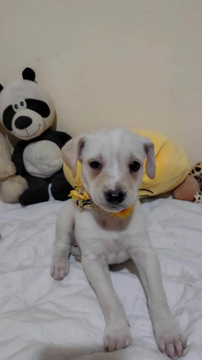 Cachorro ra a SRD-ViraLata idade 2 a 6 meses nome Filhotinhos
