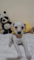 Filhotinhos