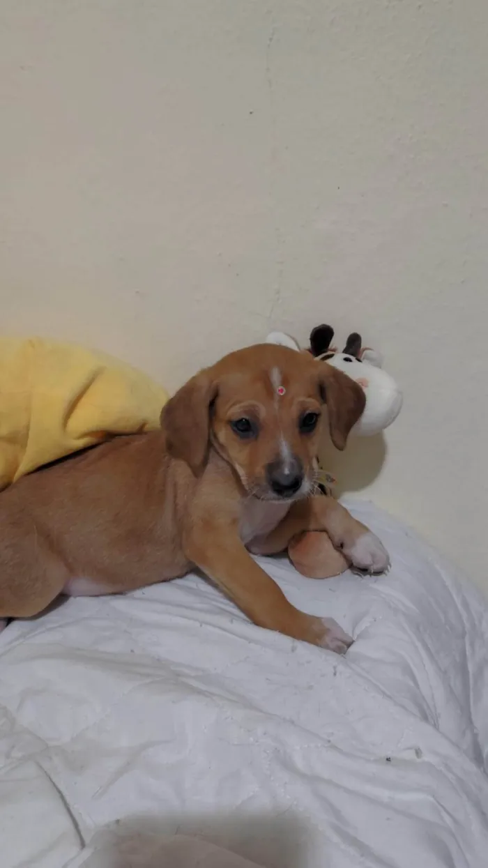 Cachorro ra a SRD-ViraLata idade 2 a 6 meses nome Filhotinhos