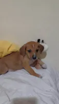 Filhotinhos