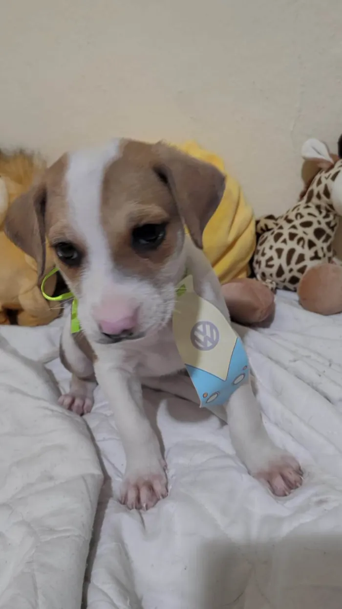 Cachorro ra a SRD-ViraLata idade 2 a 6 meses nome Filhotinhos