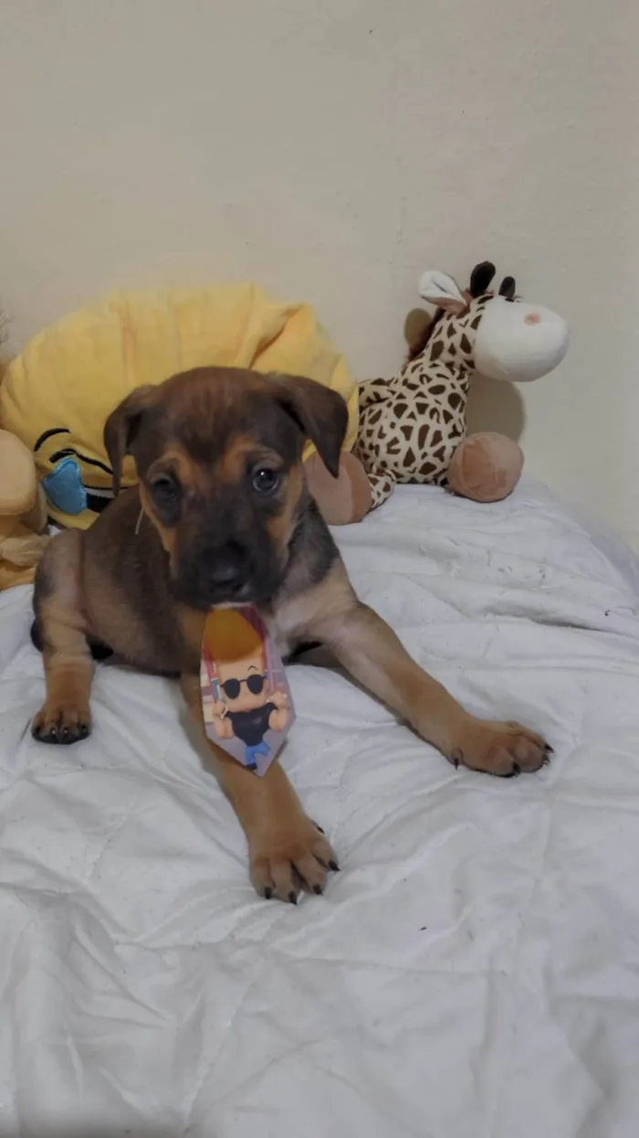 Cachorro ra a SRD-ViraLata idade 2 a 6 meses nome Filhotinhos