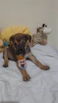 Filhotinhos