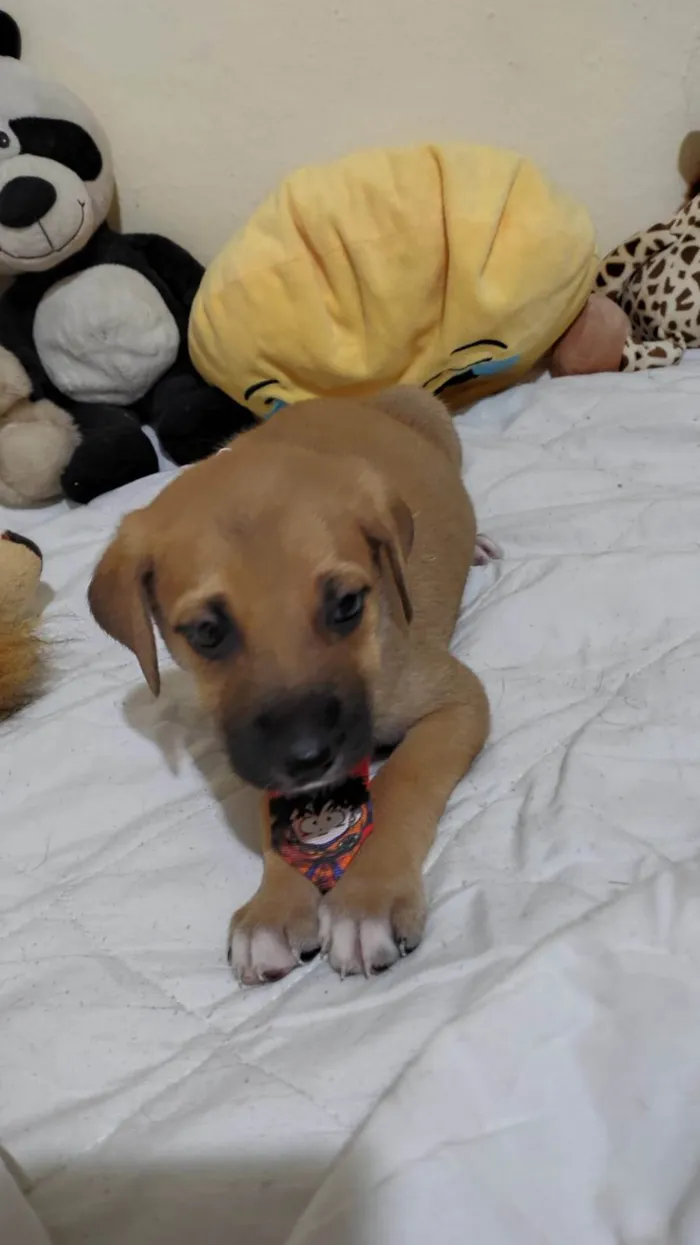 Cachorro ra a SRD-ViraLata idade 2 a 6 meses nome Filhotinhos
