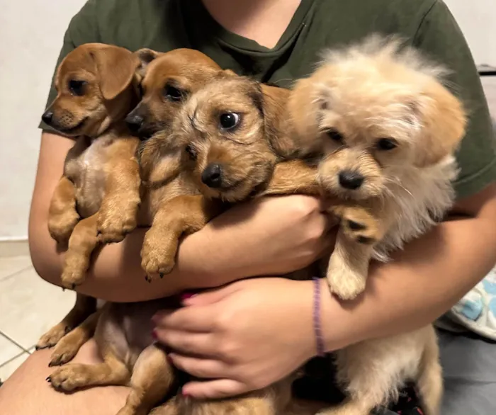 Cachorro ra a SRD-ViraLata idade Abaixo de 2 meses nome 4 filhotinhos, sem nome ainda