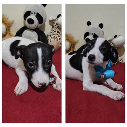 Cachorro raça SRD-ViraLata idade 2 a 6 meses nome Filhotes