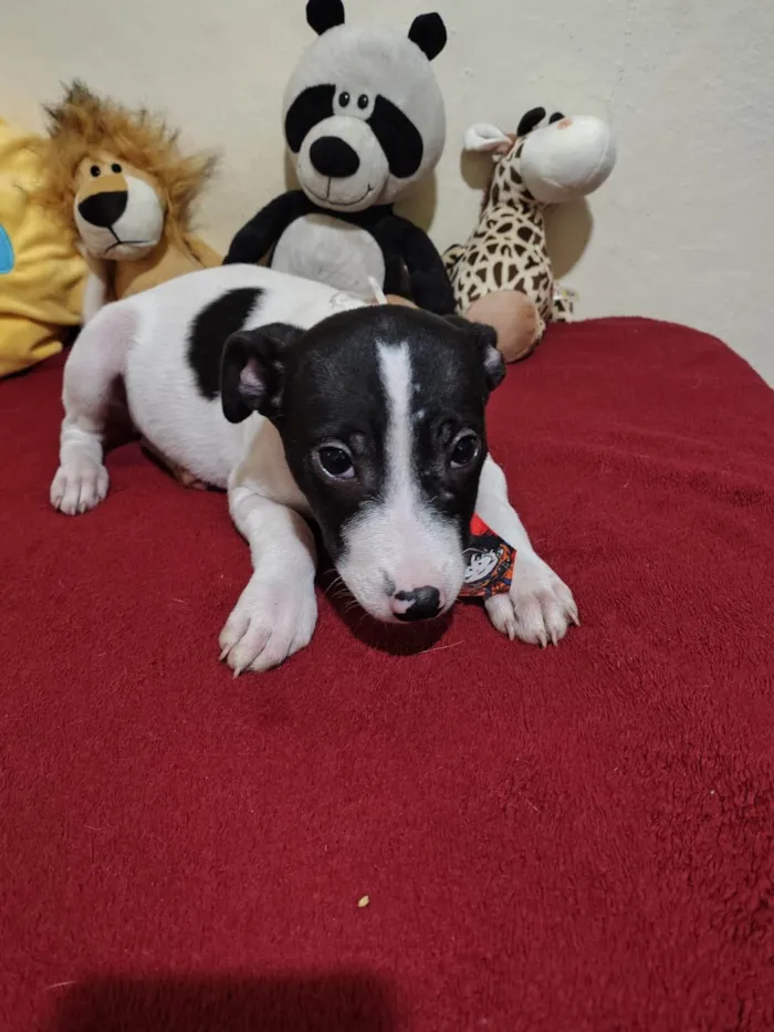 Cachorro ra a SRD-ViraLata idade 2 a 6 meses nome Filhotes