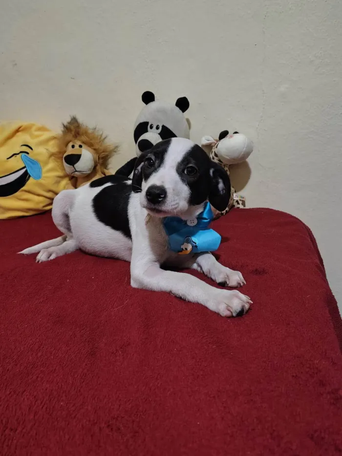 Cachorro ra a SRD-ViraLata idade 2 a 6 meses nome Filhotes