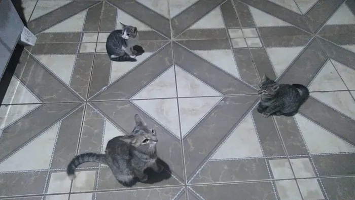 Gato ra a SRD-ViraLata idade 2 a 6 meses nome Sisi, Nico e Nanda e Margarida 