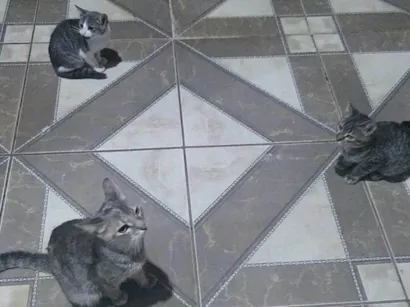 Gato raça SRD-ViraLata idade 2 a 6 meses nome Sisi, Nico e Nanda e Margarida 