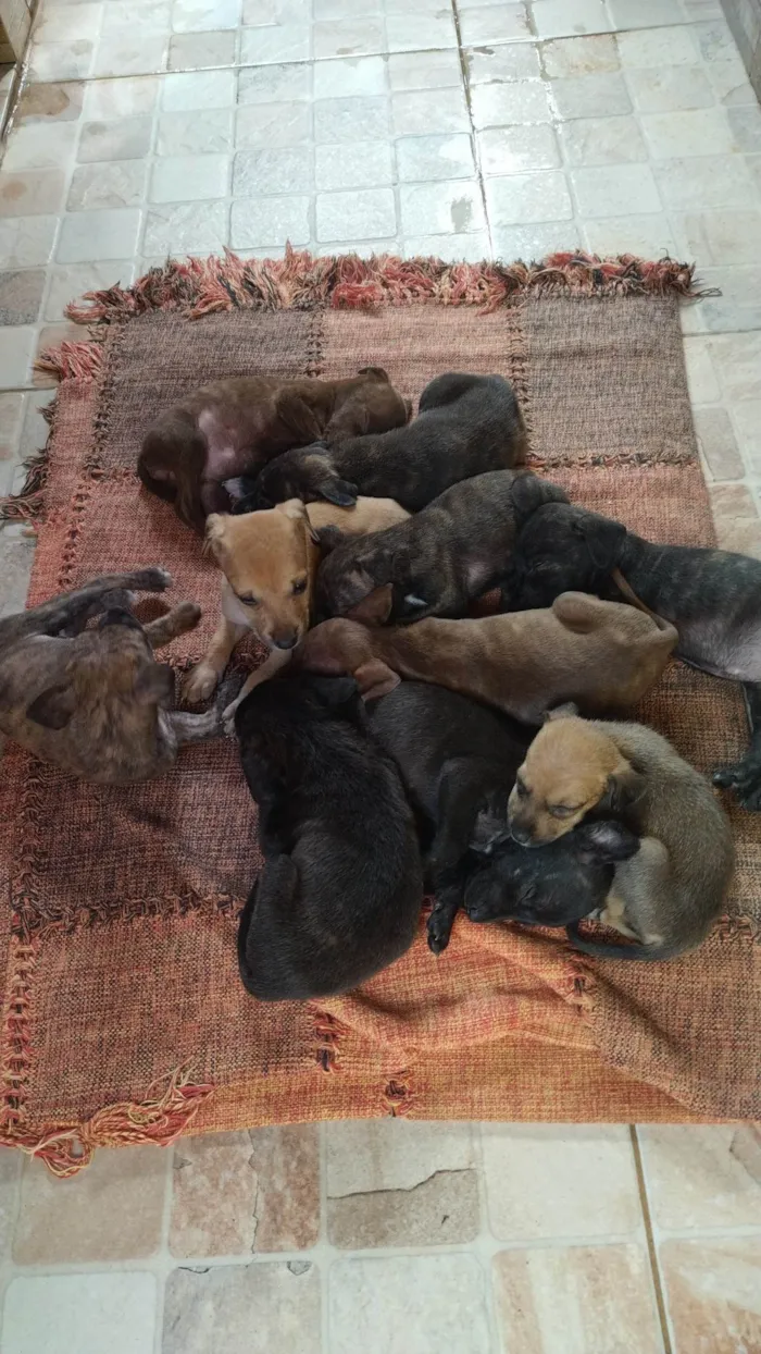 Cachorro ra a SRD-ViraLata idade Abaixo de 2 meses nome Sem nome