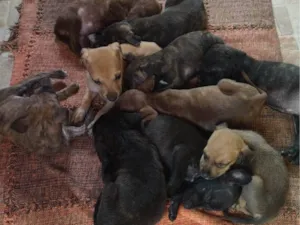 Cachorro raça SRD-ViraLata idade Abaixo de 2 meses nome Sem nome
