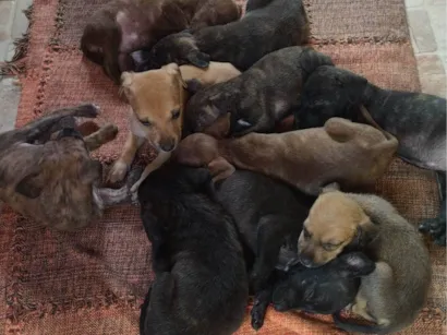 Cachorro raça SRD-ViraLata idade Abaixo de 2 meses nome Sem nome
