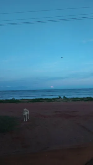 Cachorro raça SRD-ViraLata idade 4 anos nome Branquinha 