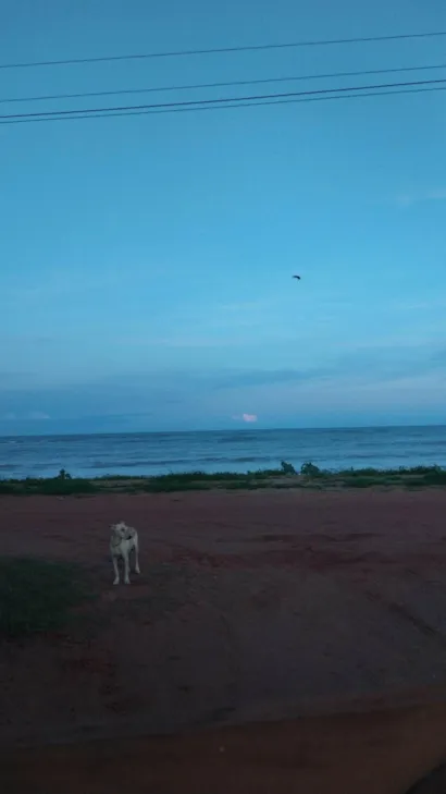 Cachorro raça SRD-ViraLata idade 4 anos nome Branquinha 