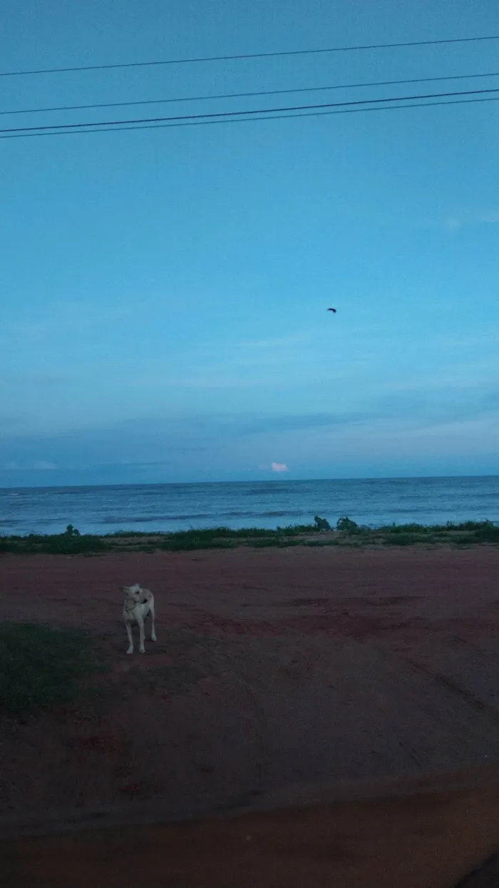Cachorro ra a SRD-ViraLata idade 4 anos nome Branquinha