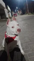 Adoção Urgente