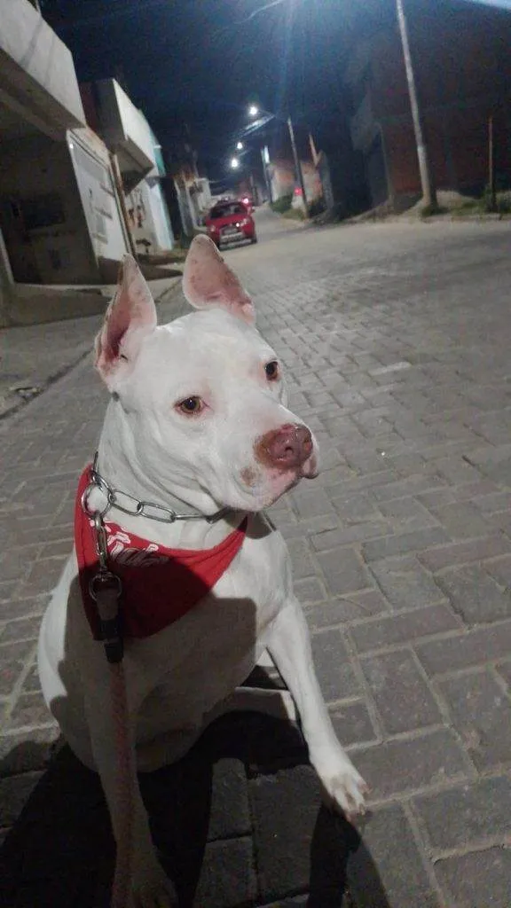 Cachorro ra a Pit-Bull idade 7 a 11 meses nome Adoção Urgente