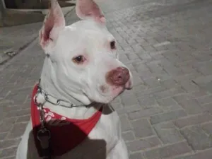 Cachorro raça Pit-Bull idade 7 a 11 meses nome Adoção Urgente