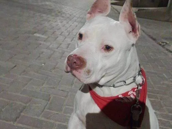 Cachorro ra a Pit-Bull idade 7 a 11 meses nome Adoção Urgente