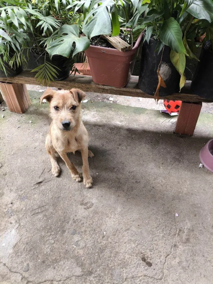Cachorro ra a SRD-ViraLata idade 7 a 11 meses nome Porte M/P Urgente