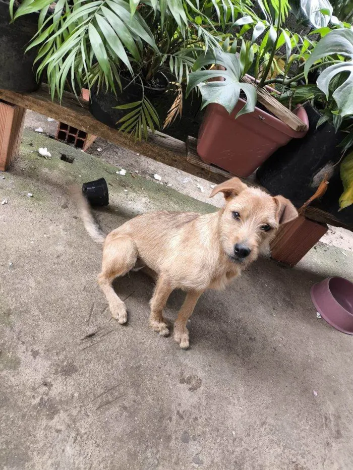 Cachorro ra a SRD-ViraLata idade 7 a 11 meses nome Porte M/P Urgente