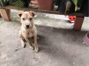 Cachorro raça SRD-ViraLata idade 7 a 11 meses nome Porte M/P Urgente