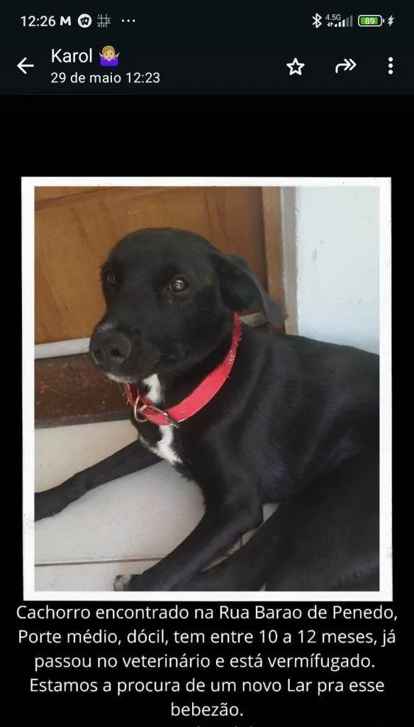 Cachorro ra a SRD-ViraLata idade 2 a 6 meses nome Adoção Urgente