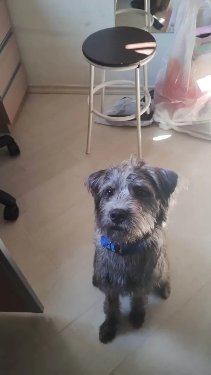 Cachorro ra a SRD-ViraLata idade 2 a 6 meses nome Porte P Urgente