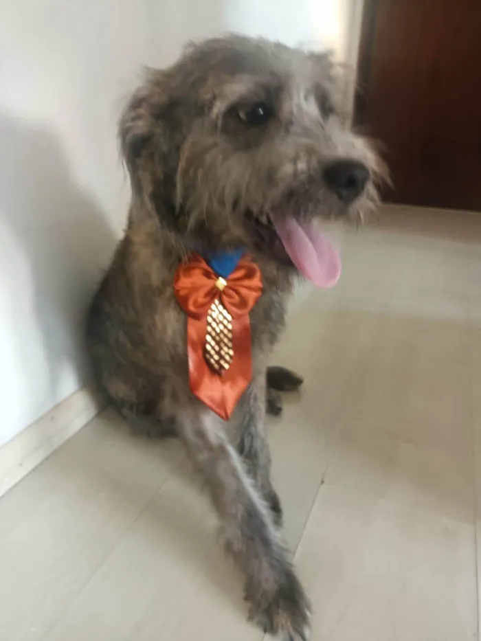 Cachorro ra a SRD-ViraLata idade 2 a 6 meses nome Porte P Urgente