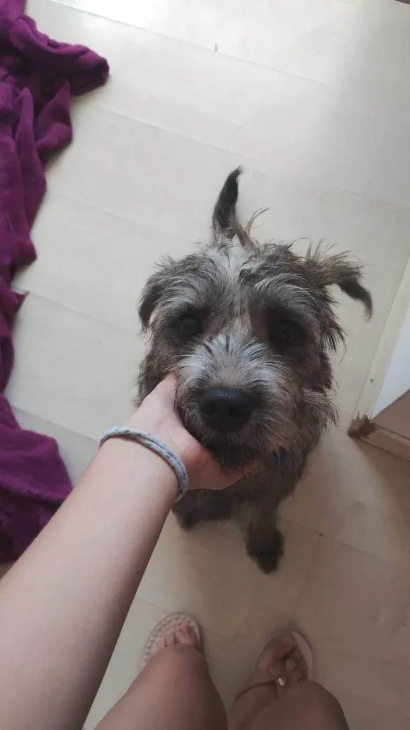 Cachorro ra a SRD-ViraLata idade 2 a 6 meses nome Porte P Urgente
