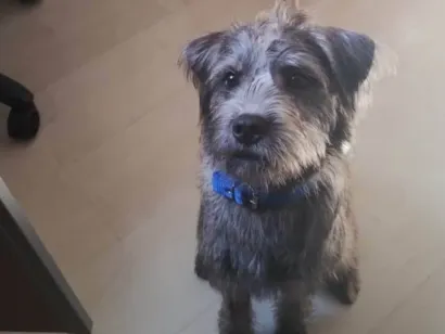 Cachorro raça SRD-ViraLata idade 2 a 6 meses nome Porte P Urgente