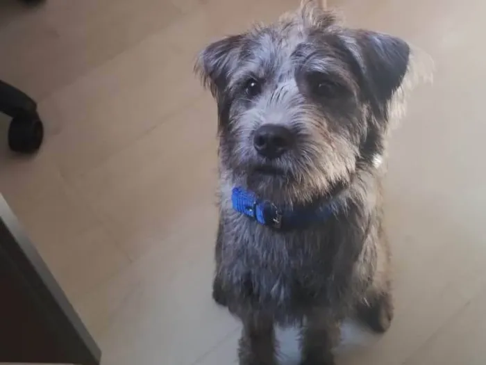 Cachorro ra a SRD-ViraLata idade 2 a 6 meses nome Porte P Urgente