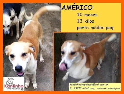 Cachorro raça SRD-ViraLata idade 7 a 11 meses nome Américo