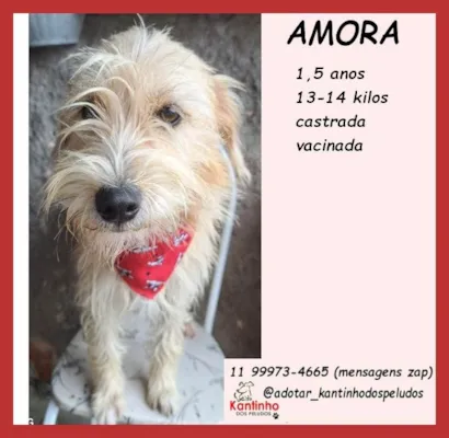 Cachorro raça SRD-ViraLata idade 1 ano nome Amora