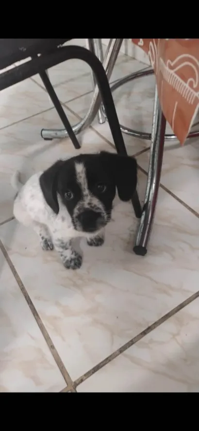 Cachorro raça SRD-ViraLata idade 2 a 6 meses nome Flora