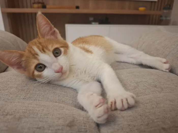 Gato ra a SRD-ViraLata idade 2 a 6 meses nome Isaac