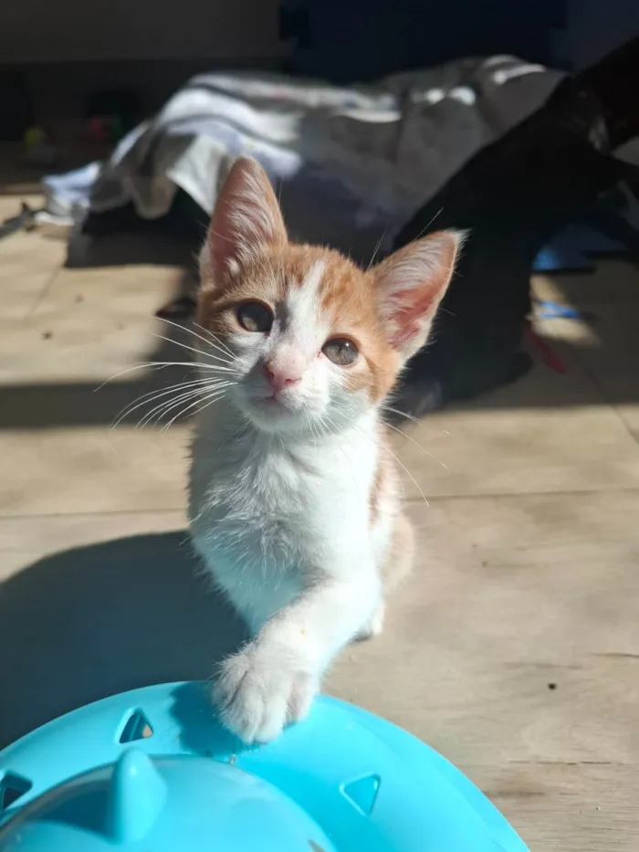 Gato ra a SRD-ViraLata idade 2 a 6 meses nome Isaac