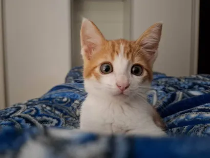 Gato raça SRD-ViraLata idade 2 a 6 meses nome Isaac