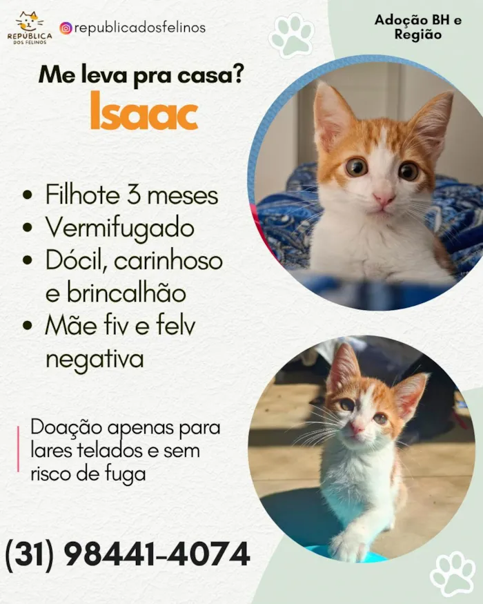 Gato ra a SRD-ViraLata idade 2 a 6 meses nome Isaac
