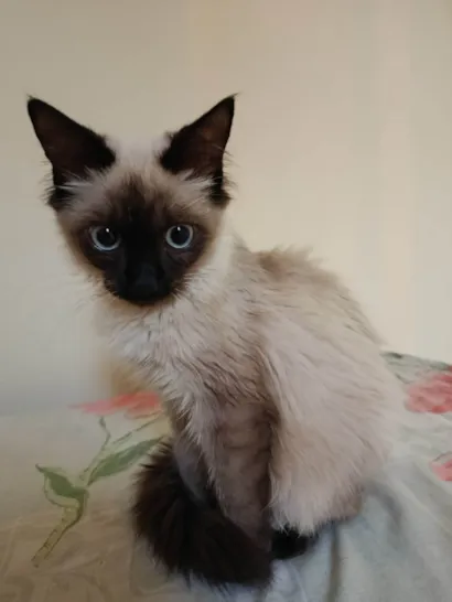 Gato raça Siamês idade 2 a 6 meses nome Sem nome
