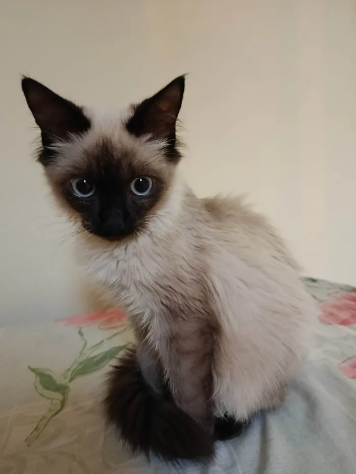 Gato ra a Siamês idade 2 a 6 meses nome Sem nome