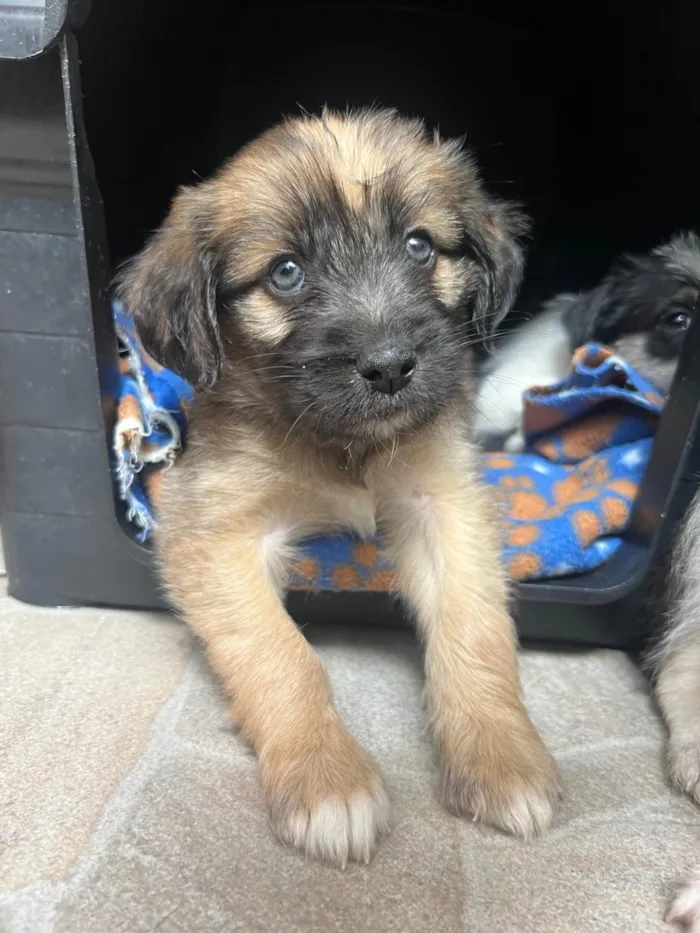 Cachorro ra a SRD-ViraLata idade Abaixo de 2 meses nome Fogo