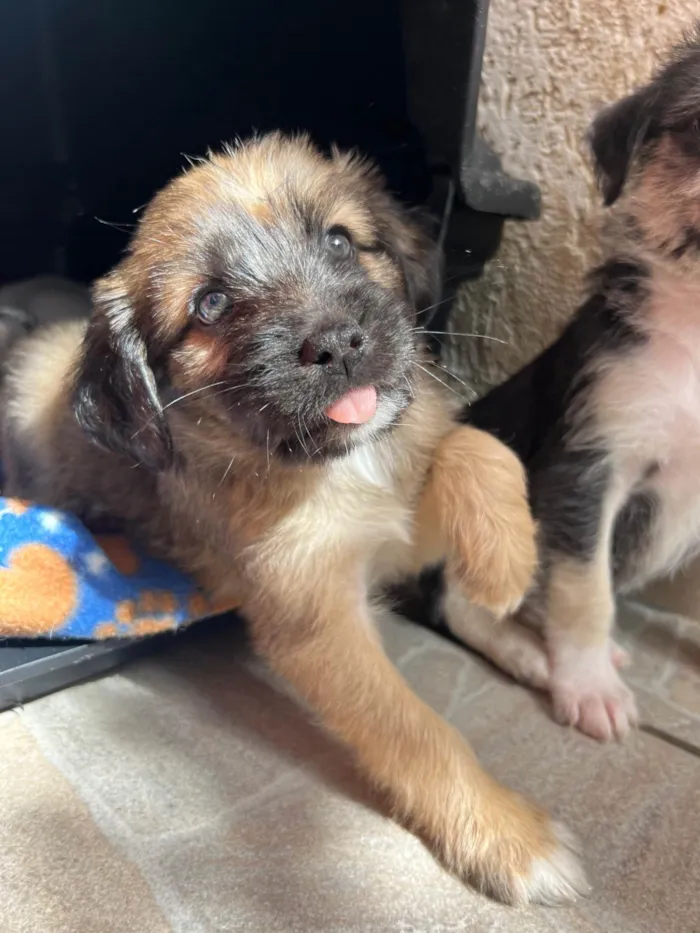 Cachorro ra a SRD-ViraLata idade Abaixo de 2 meses nome Fogo