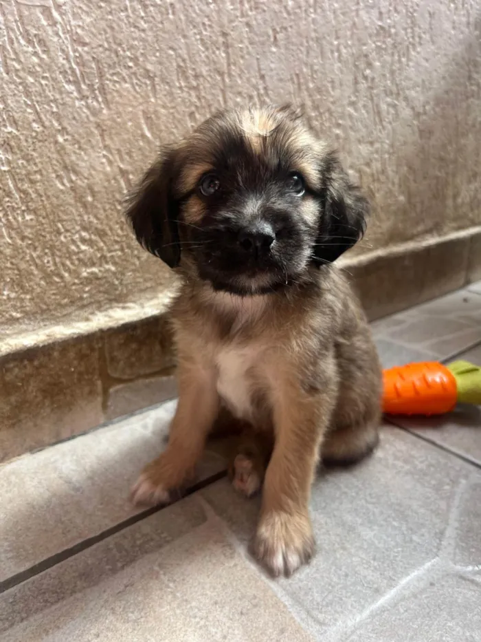 Cachorro ra a SRD-ViraLata idade Abaixo de 2 meses nome Fogo