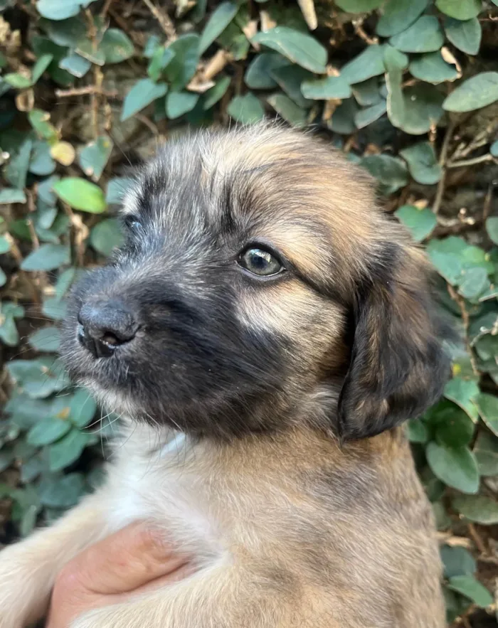 Cachorro ra a SRD-ViraLata idade Abaixo de 2 meses nome Fogo