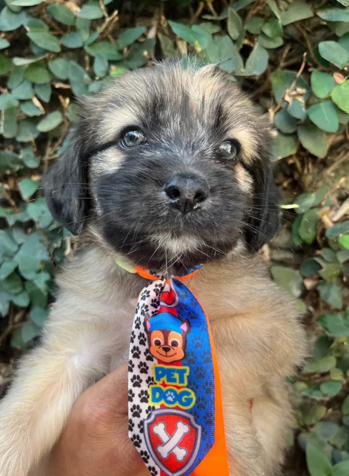 Cachorro ra a SRD-ViraLata idade Abaixo de 2 meses nome Fogo