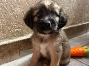 Cachorro raça SRD-ViraLata idade Abaixo de 2 meses nome Fogo