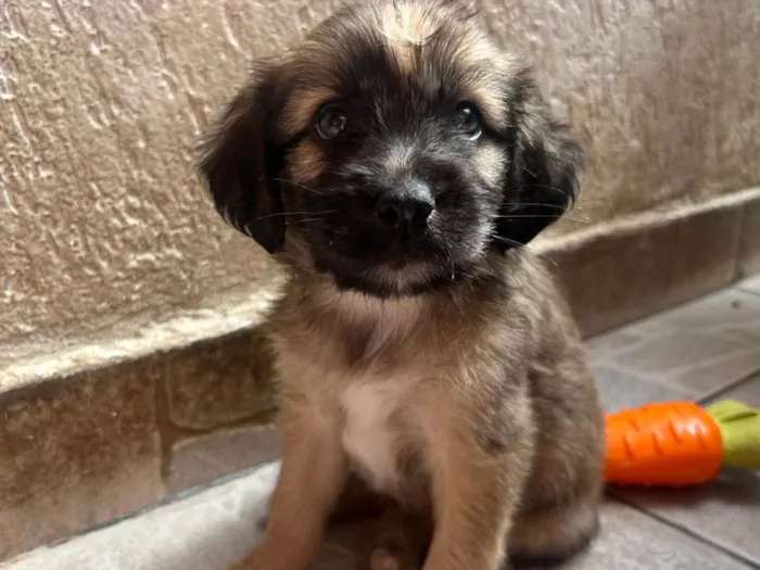 Cachorro ra a SRD-ViraLata idade Abaixo de 2 meses nome Fogo