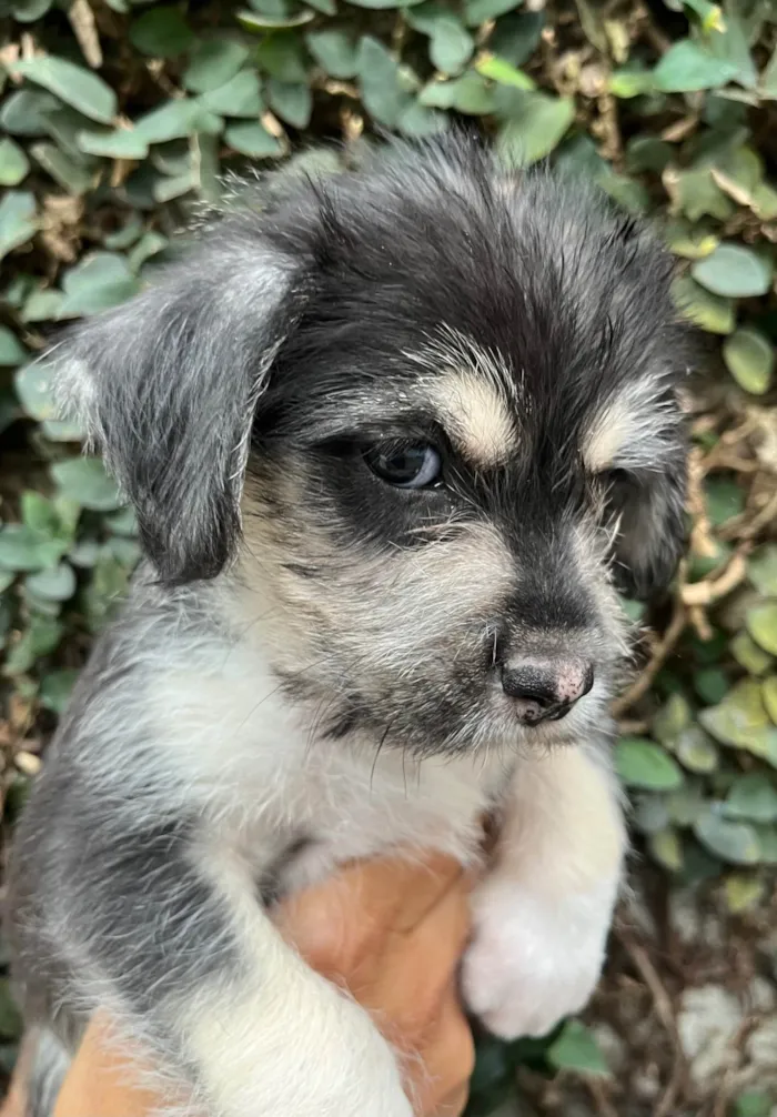 Cachorro ra a SRD-ViraLata idade Abaixo de 2 meses nome Vento